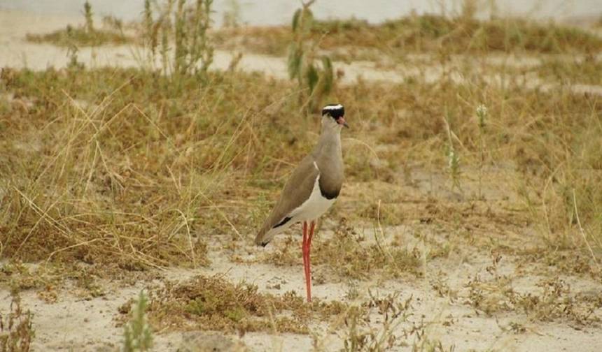 Maravilhosos 5 dias: Parque Nacional do Serengeti à Cratera de Ngorongoro — 1