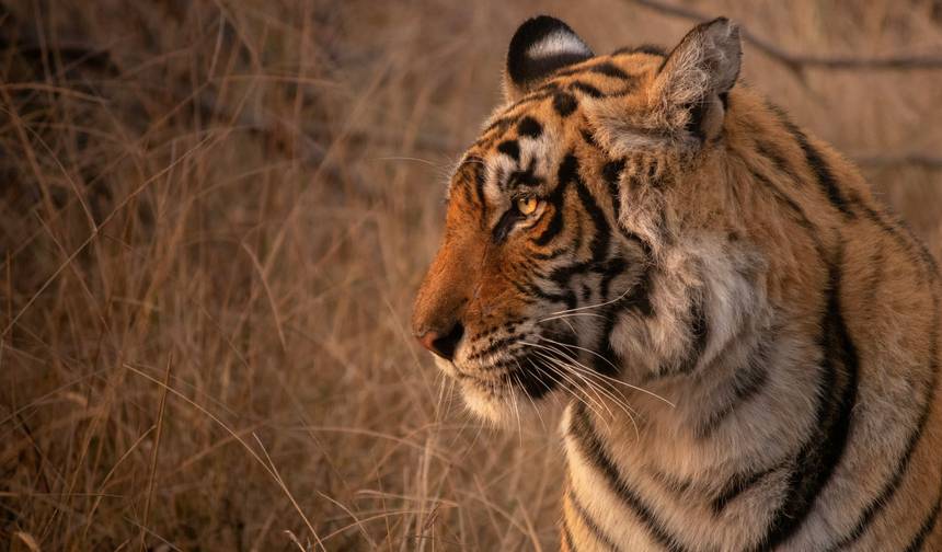 4-dniowa wycieczka Złoty Trójkąt z safari tygrysami w Ranthambore z Delhi — 1