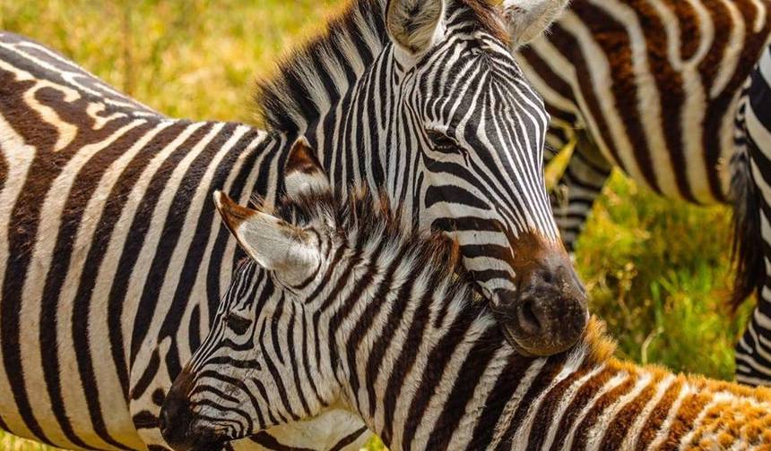 Safari de 3 Dias em Tarangire, Ngorongoro e Manyara saindo de Moshi — 1
