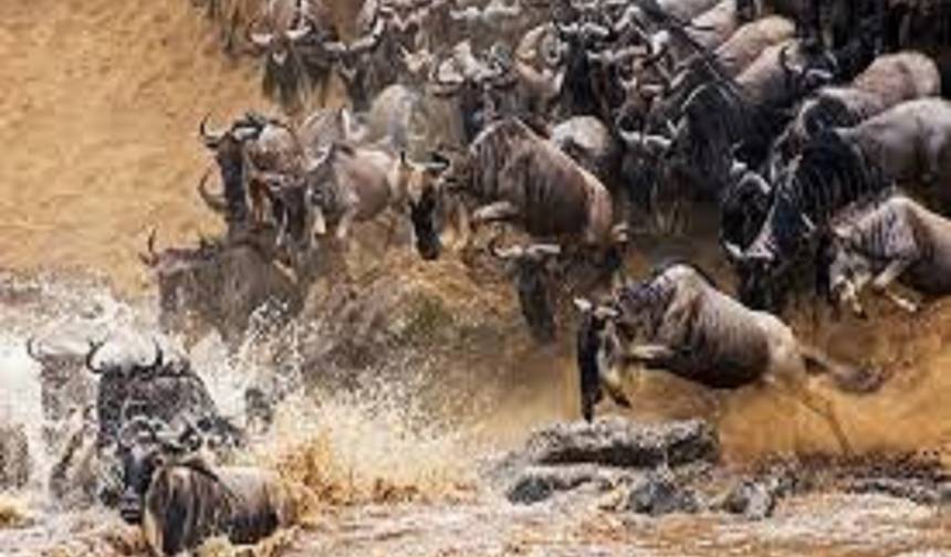أفضل 7 أيام سفاري هجرة الحيوانات البرية في سيرينجيتي تنزانيا — 1