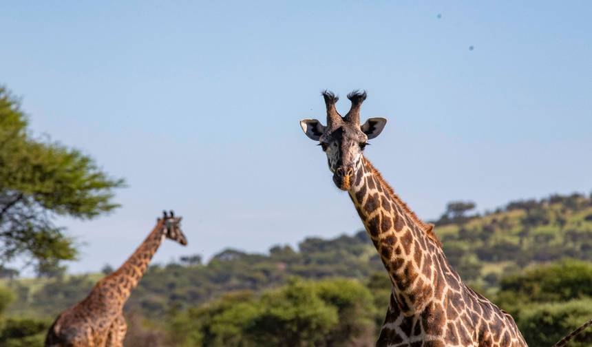 Safári Terrestre do Zimbábue ao Quênia e Acampamento Participativo — 1