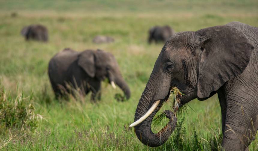 Kenya to Uganda Overland Safari with Participation Camping — 1