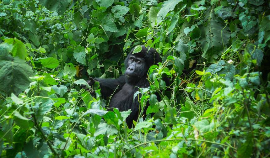 Safári Terrestre Gorilas de Uganda e Acampamento Participativo — 1