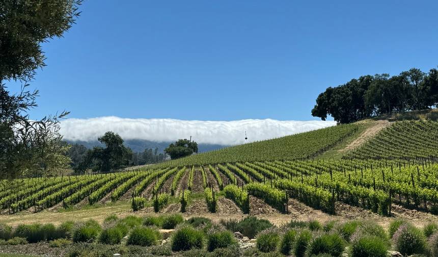 Costa Central da Califórnia saindo de São Francisco: Sequoias Costeiras, Santa Cruz, Hearst Castle e Região Vinícola — 1