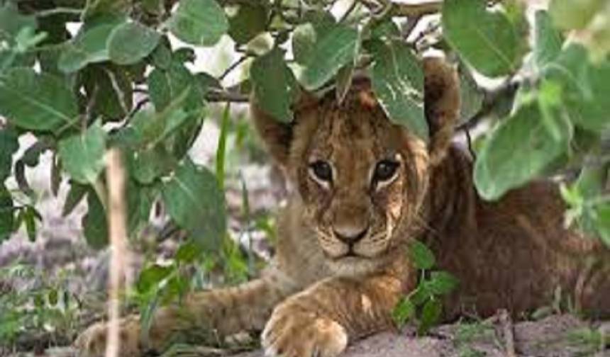 Aproveite a Melhor Oferta de Safari a Pé na Tanzânia: Serengeti & Manyara — 1