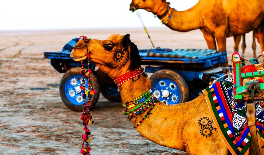 Stunning & Spiritual Gujarat 15 Days — 1
