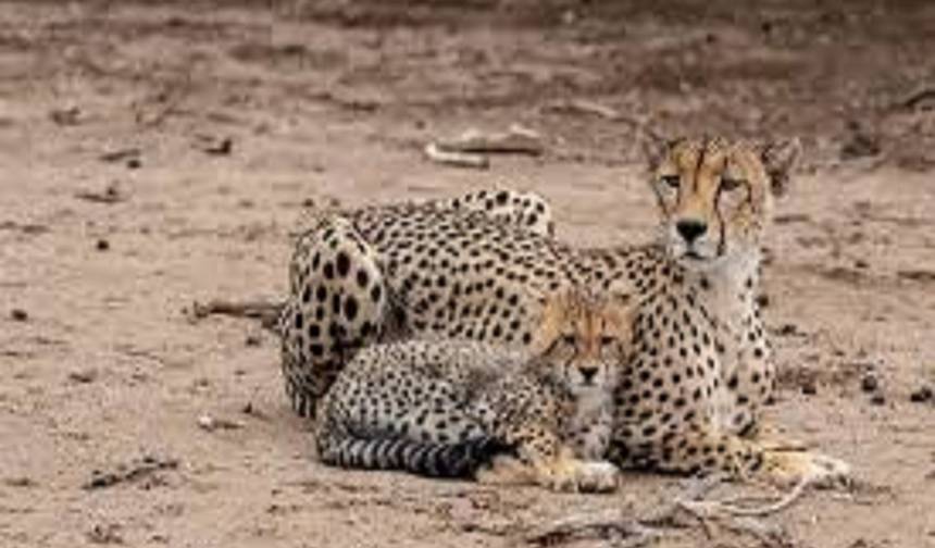 Join Camping 4 Days Tanzania Private Safari — 1