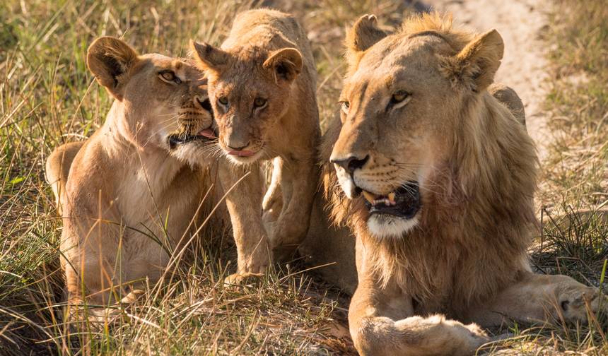6-dniowe najlepsze rodzinne safari średniej klasy na Północnym Szlaku — 1