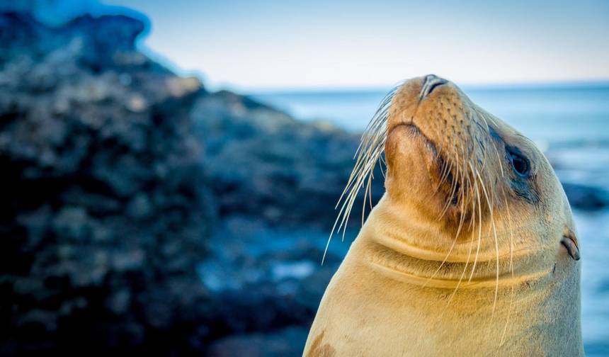 Best of the Galapagos — 1