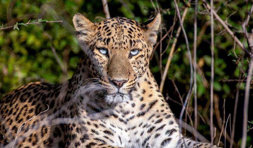 Luxury Taj and Tigers Safari — 1