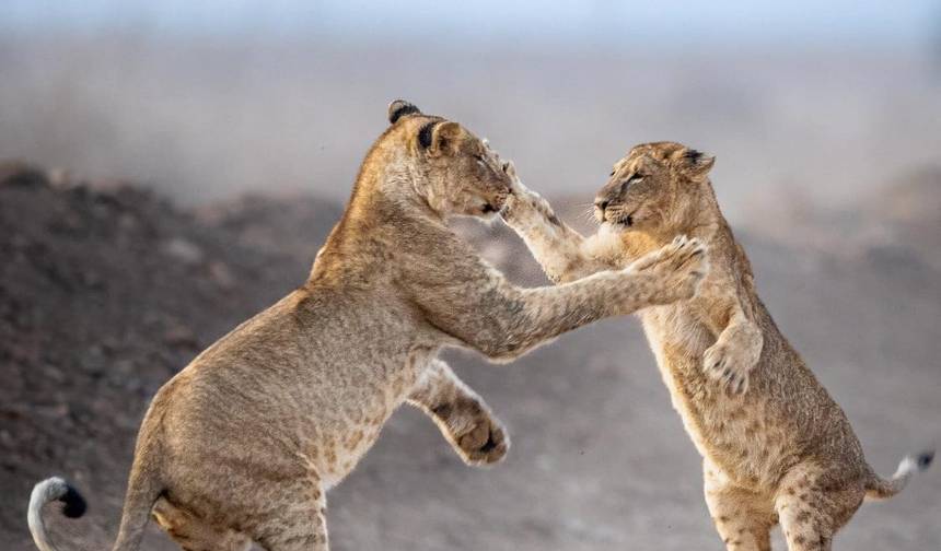 رحلة سفاري لمدة 3 أيام إلى Serengeti National Park — 1