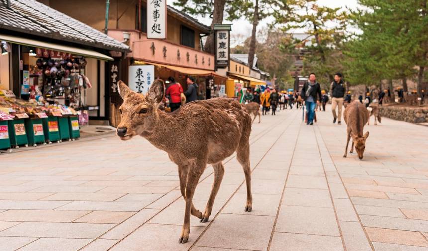 Rota dourada do Japão (voo incluído) — 1
