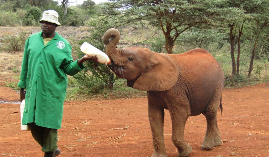 Safári Africano: Quênia e Tanzânia (Nairóbi ao Parque Nacional Tarangire) (2026) — 1