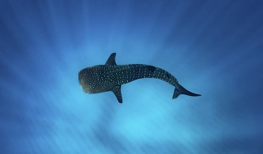 Whale Shark Snorkel Ningaloo Reef Tour — 1
