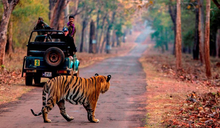 Wielka Wyprawa Safari z Tygrysami: Odkrywanie Tadoba, Pench, Kanha i Bandhavgarh — 1