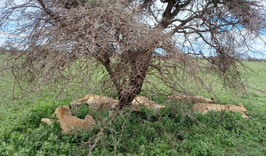 Tanzania Wildlife Expedition & Zanzibar Beach Excursion — 1
