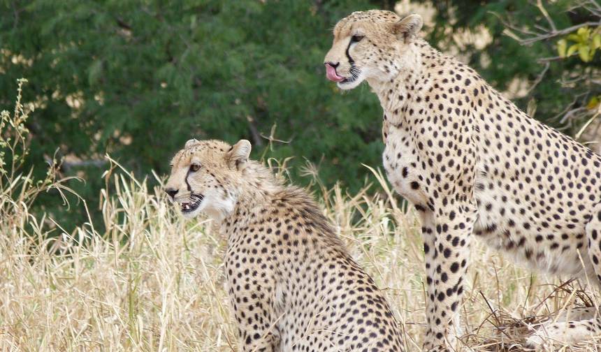 Safari de Luxo de 7 Dias pela Vida Selvagem na Tanzânia — 1