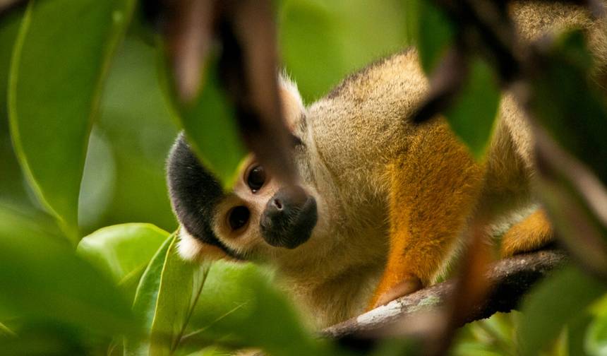 Hospede-se em um lodge no coração da floresta amazônica brasileira — 1