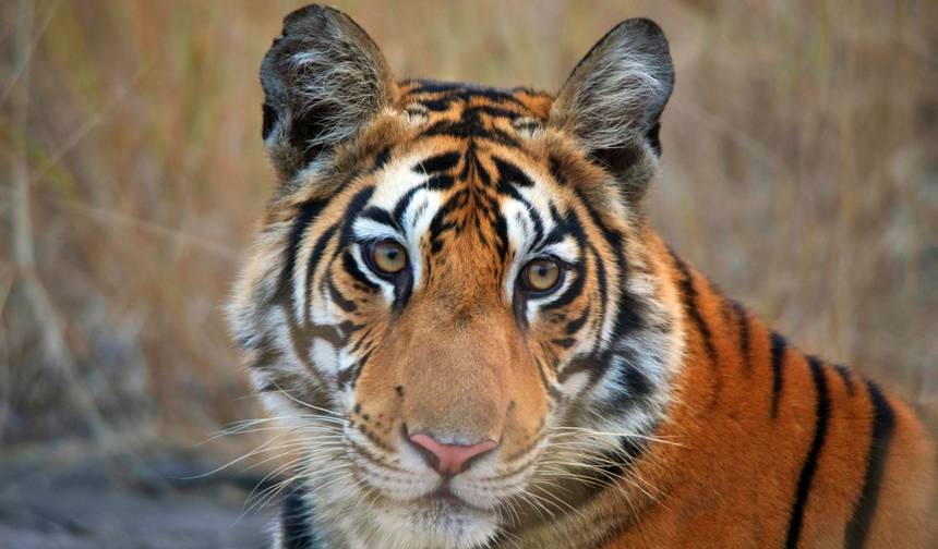 Excursão Luxuosa por Delhi, Jaipur e Agra com Ranthambore (Hotel 5 Estrelas) — 1