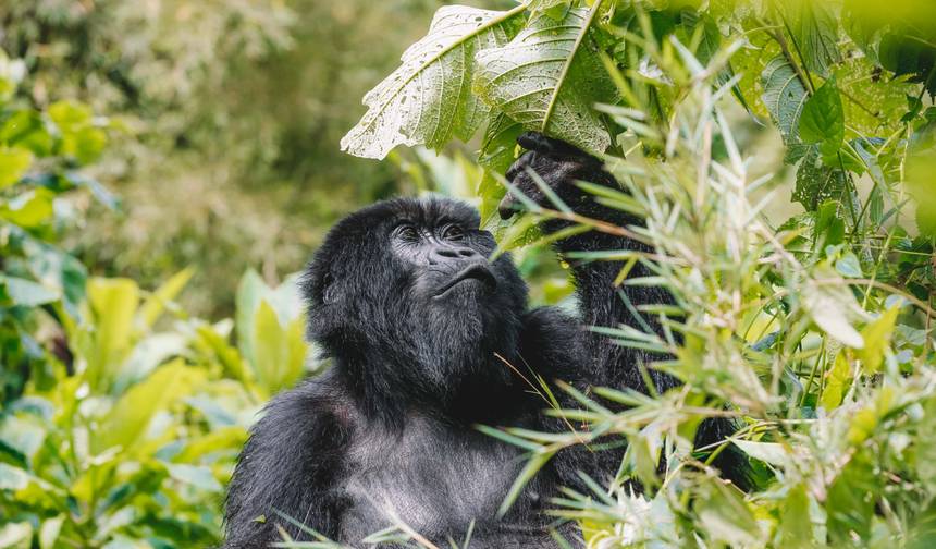 02 Days Gorilla Trek Rwanda — 1