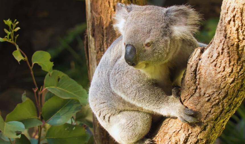 Iconic New Zealand & Australia Adventure — 1