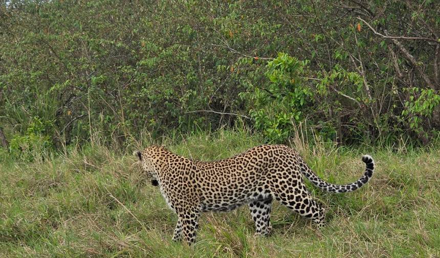 6 dias de Safáris em Masai Mara – Lago Nakuru – Amboseli — 1