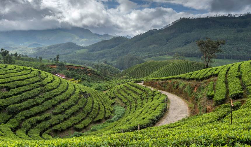 Cochin: Munnar Hill Station Tea Garden Overnight Tour!! — 1