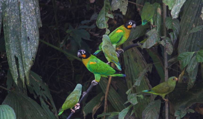 Ecuador Wonders: Highlands and Amazon 10 days — 1