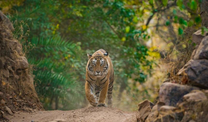 Indian Family Adventure — 1