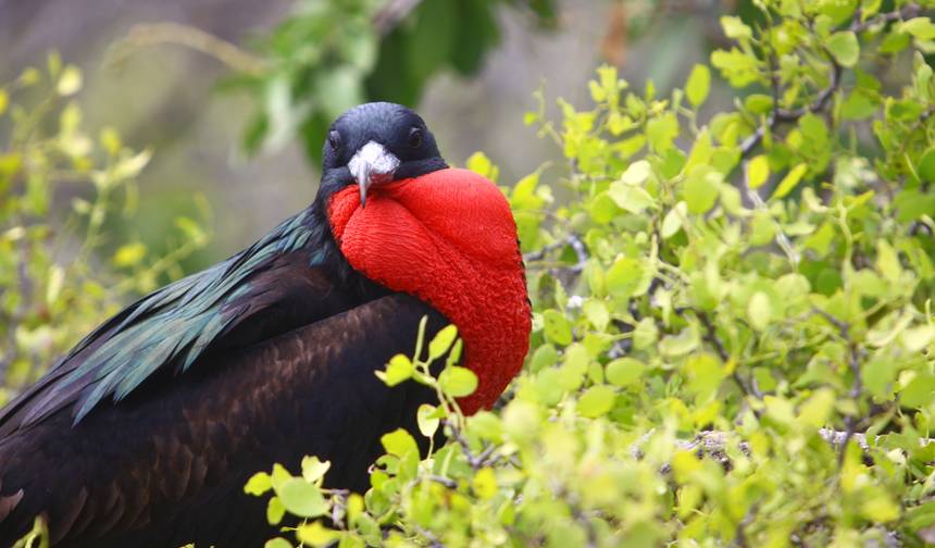 Galapagos Complete Adventure 3 Islands - 10 days — 1
