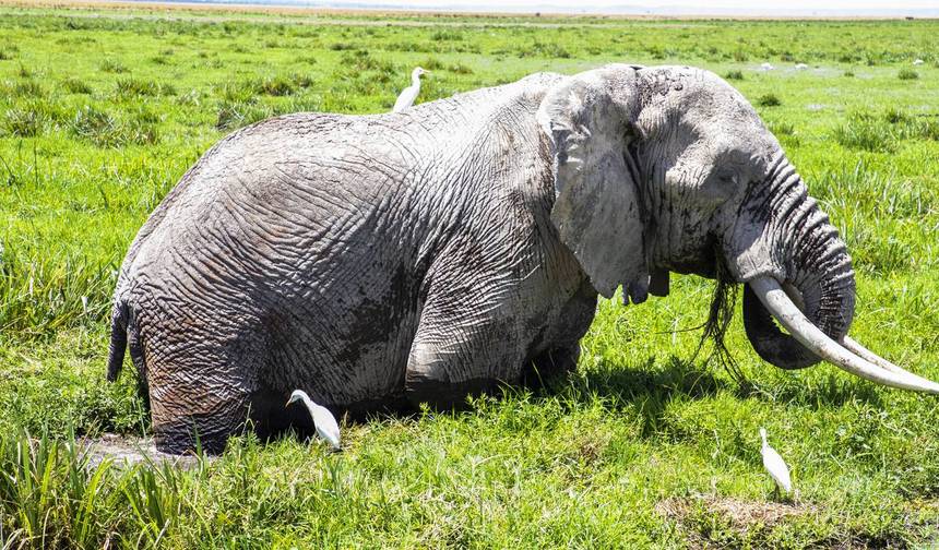 Safári de 3 Dias no Parque Nacional de Amboseli com o Monte Kilimanjaro — 1