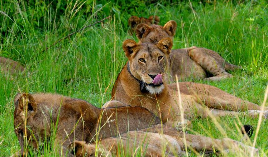 6 Day: Serengeti Wildebeest Migration Mara River crossing (July- October) — 1