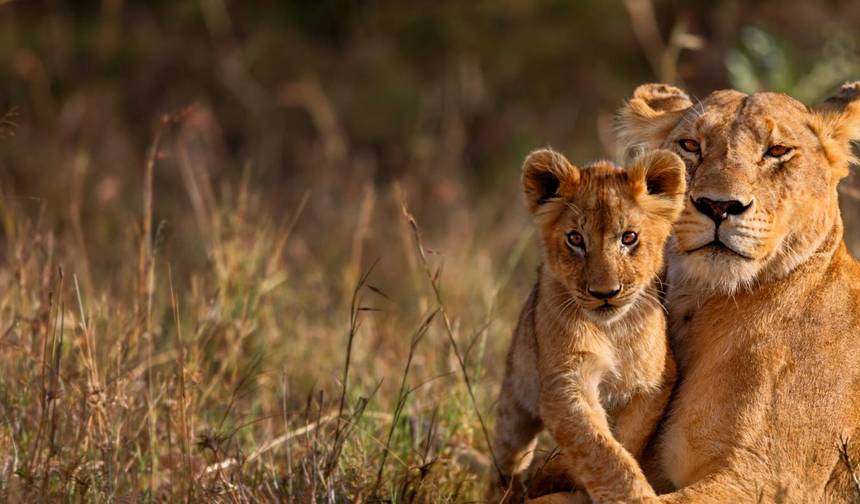 Kenya’s Exclusive Wildlife Escape — 1