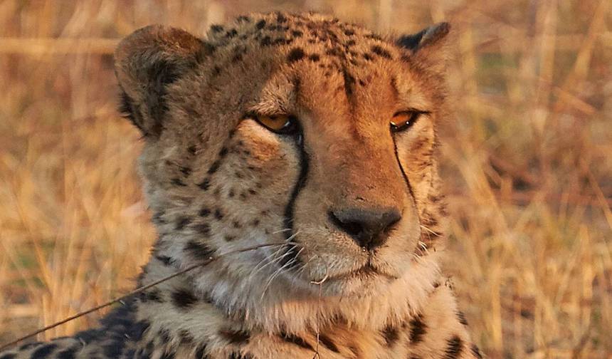 كينيا: رحلة سفاري للحياة البرية لمدة 6 أيام في ماساي مارا وبحيرة ناكورو ومتنزه أمبوسيلي الوطني — 1
