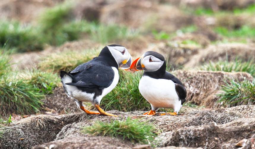 اكتشاف نيوفاوندلاند (مجموعة صغيرة) - 9 أيام — 1