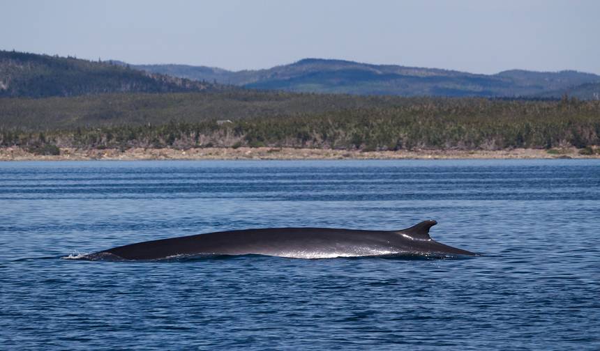 Newfoundland Viking Trail From Halifax (Small Group) - 8 days — 1