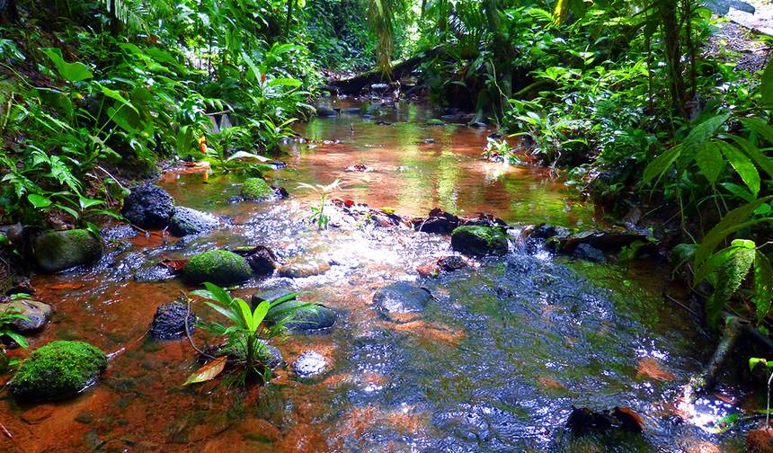 Pura Vida - Costa Rica's Natural Paradise — 1