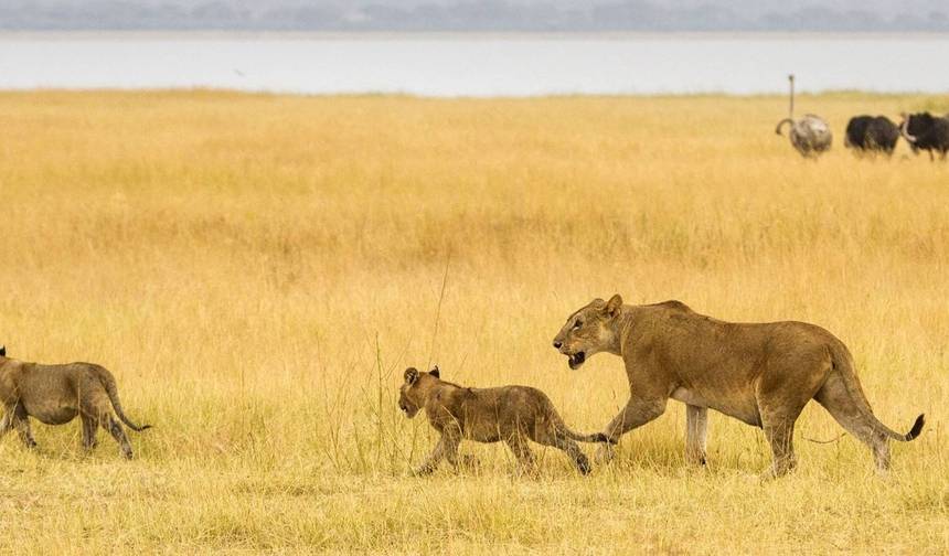 4-Day Serengeti Ngorongoro and Tarangire Camping Marvel — 1