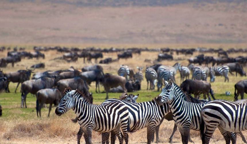5-Day Tarangire, Serengeti, & Ngorongoro Camping Marvel — 1