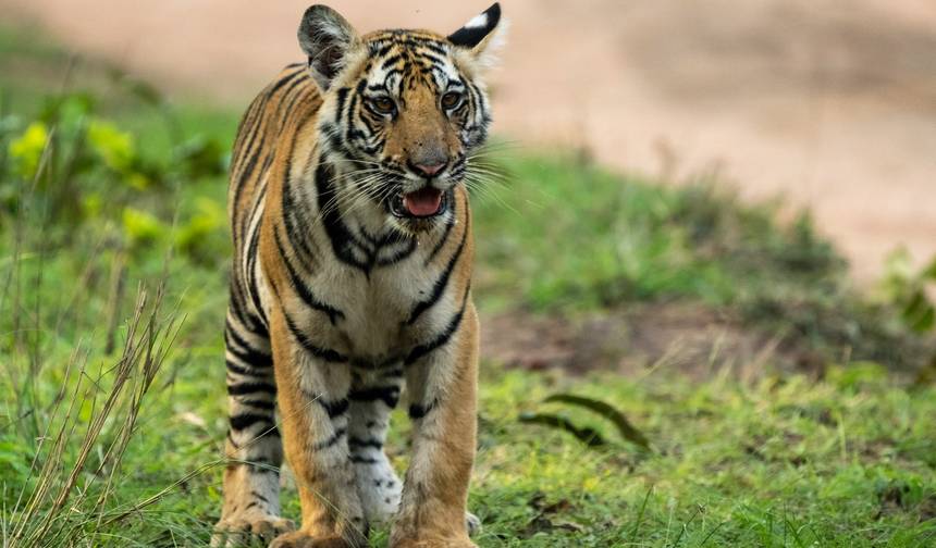 Wycieczka Safari z Tygrysami w Indiach — 1