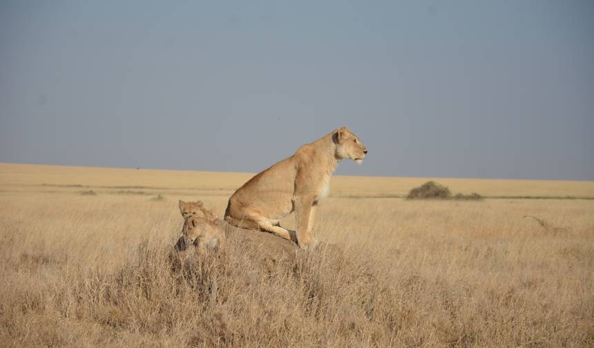 3-Day Fly in &out Zanzibar to Serengeti & Ngorongoro — 1