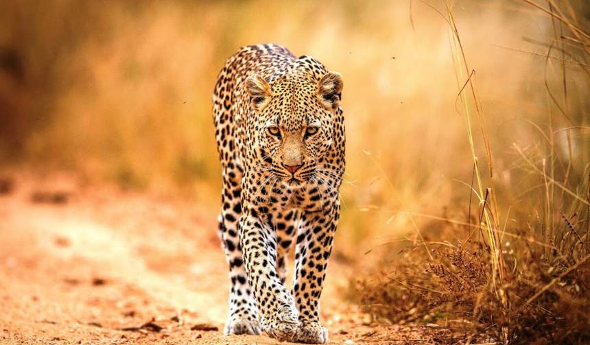 África do Sul Vibrante: Natureza, Vida Selvagem e Aventura — 1