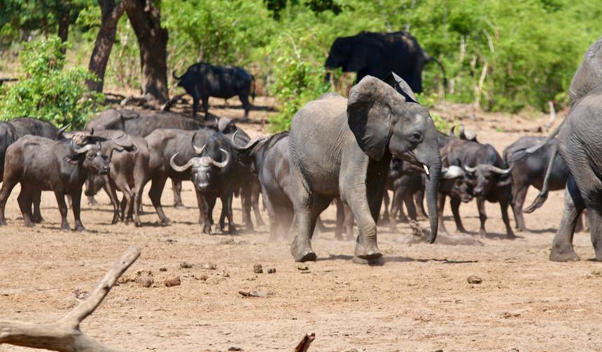From Livingstone (Zambia): 1-Day Chobe National Park Wildlife Adventure — 1
