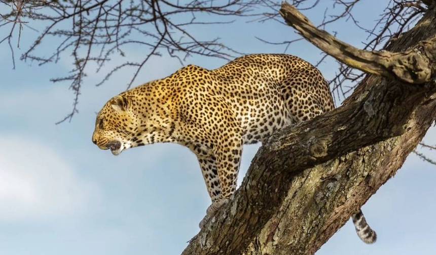 Safari Econômico de 3 Dias na Tanzânia (Tarangire, Ngorongoro e Meserani Snake Park) — 1