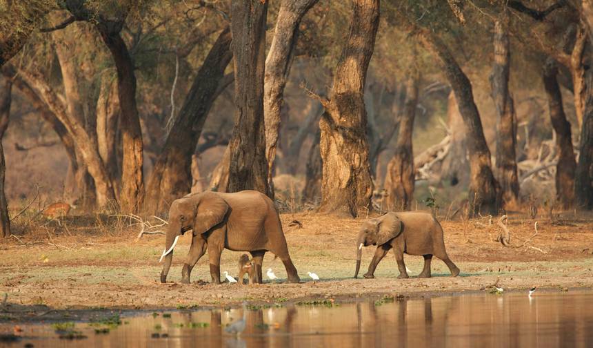 8-Day Kenya Wilderness Adventure: Discover Nature's Untamed Beauty! — 1