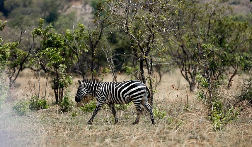8 Days Uganda Gorilla and Wildlife Safari — 1