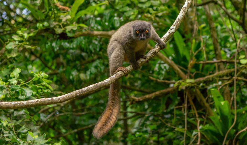 Group Tours | 17 Days Madagascar in Depth — 1