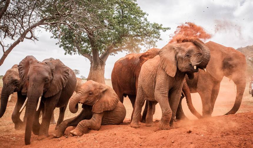 Safári de 7 Dias: Explore Amboseli, Nakuru, Maasai Mara, Naivasha — 1