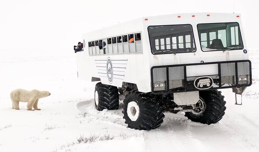 Niedźwiedzie polarne w Churchill w Tundra Buggy Lodge — 1