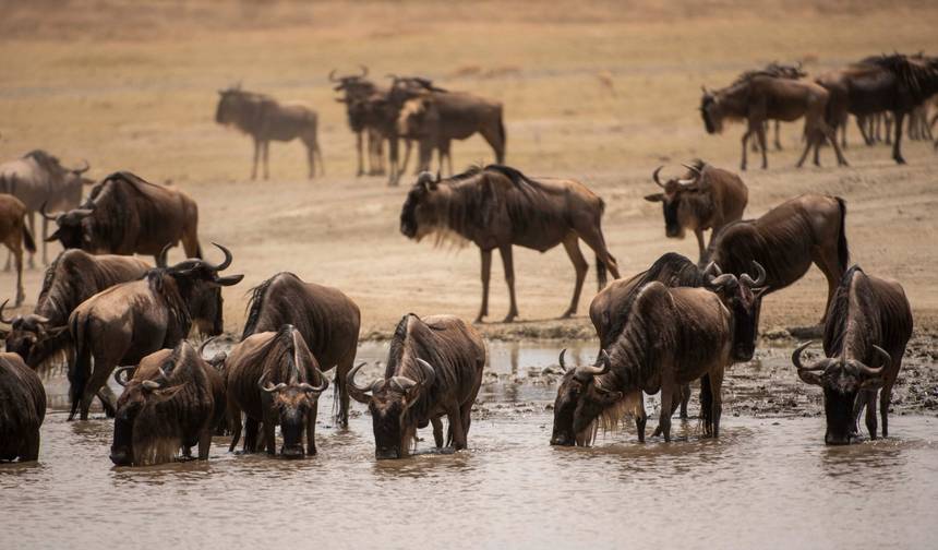 5 Days Affordable Annual Wildebeest Migration — 1
